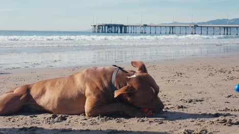 Pitbull-Hund-Liegt-Am-Strand-Und-Beißt-In-Das-Ballspielzeug,-Zeitlupe