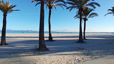 Palmen-Am-Strand-Von-Alcudia