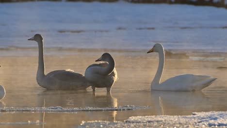 Cisnes-Cantores-Adultos-Y-Juveniles-Descansando,-Nadando-En-El-Río-Noruega-Al-Atardecer