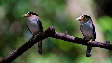 Male-and-Female-perched-together-with-food-to-deliver,-Silver-breasted-Broadbill-Serilophus-lunatus,-Thailand