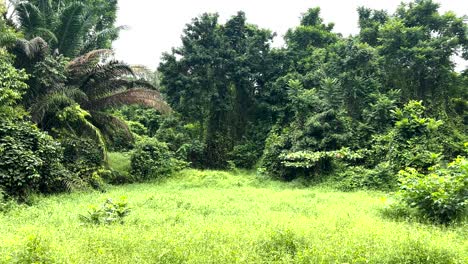 Üppige-Grüne-Vegetation-Im-Windsor-Nature-Park-In-Singapur---Weitwinkelaufnahme