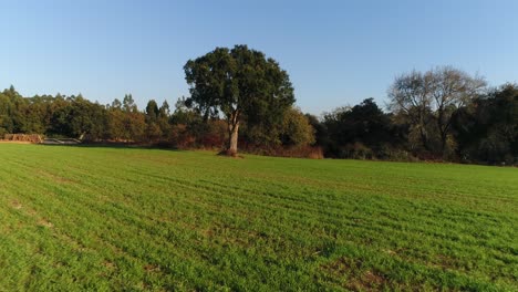 Campos-Verdes-En-Primavera-Con-El-Cielo-Azul-De-Fondo