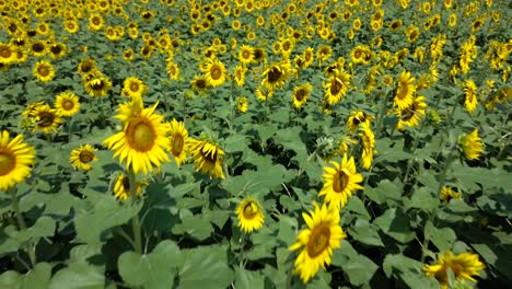 Vista-Aérea-Del-Campo-De-Girasoles-En-Un-Día-Soleado