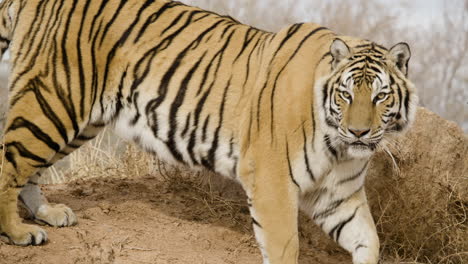 Tiger-walking-off-to-the-right-nature-documentary-wild-animal-in-india