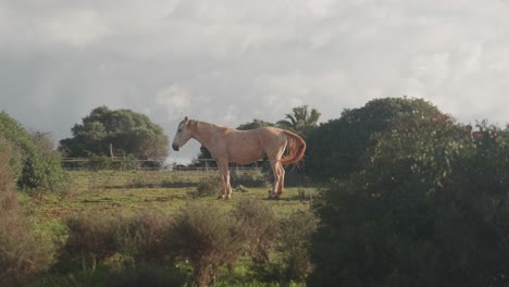 Horse-Standing-On-The-Countryside-Field-In-Portugal---Wide-Shot