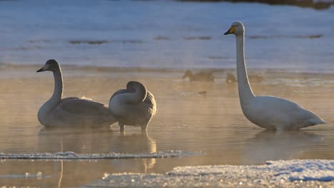 Adult-Whooper-Swan-and-two-cygnets-standing-in-winter-river,-mist-from-evaporation