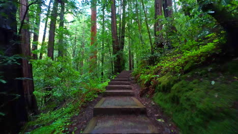 Explorando-Los-Senderos-Del-Bosque-Con-Escalones-En-El-Monumento-Nacional-De-Muir-Woods-En-Cámara-Lenta