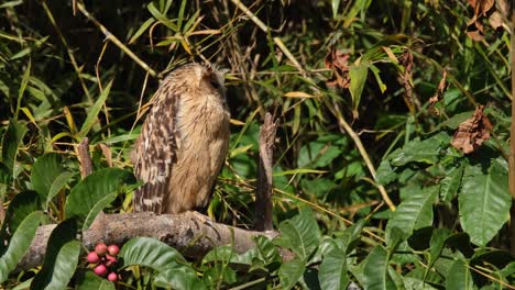 Looking-to-the-right-then-looks-down-and-towards-the-camera,-Buffy-Fish-Owl-Ketupa-ketupu,-Thailand