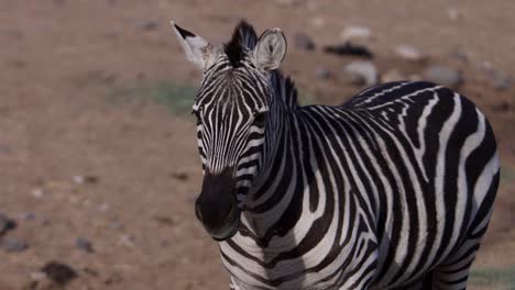 Zebra-Halbnah-Kauend-Zeitlupe