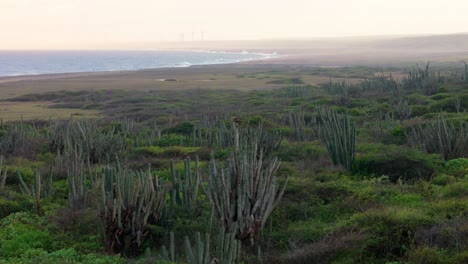 Wild-Caracara-Bird-perched-on-tall-cactus-plants-stand-in-dry-shrubland-on-northside-coast-of-Curacao,-sunset-aerial