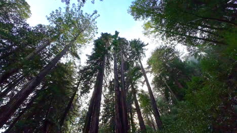 Redwood-Waldbäume-Im-Muir-Woods-National-Monument-Mit-Einer-Schwenkperspektive-Nach-Oben-Und-Nach-Unten