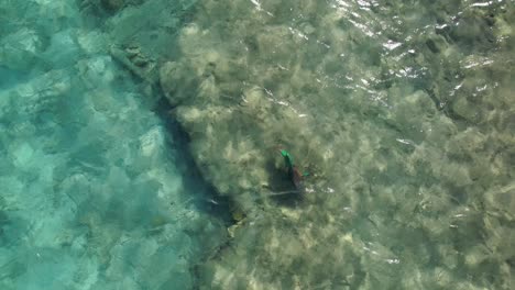 Aerial-view-Big-Parrotfish-eat-coral-reef-underwater-crystal-clear-caribbean-sea,-top-down