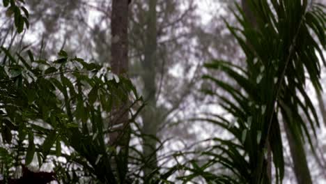 Regen-Und-Nebel-Im-Wald