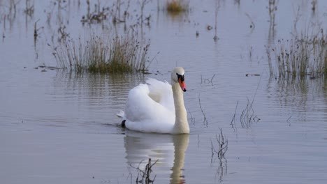 White-swan-on-calm-floodplain-waters,-waterbirds-enjoying-the-wet-winter-landscape-in-the-UK