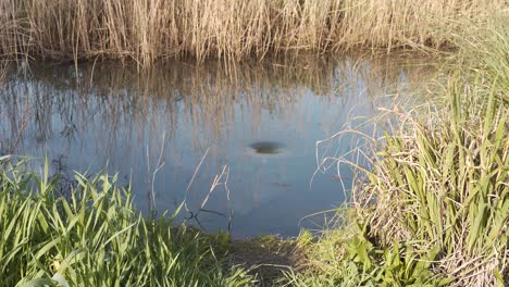 Blick-Auf-Einen-Wasserwirbel-In-Der-Mitte-Eines-Teichs,-Umgeben-Von-Wasserpflanzen-Und-Etwas-Grün.-Der-Wirbel-Dreht-Sich-Im-Uhrzeigersinn-Und-Zieht-Dabei-Einige-Trümmer-In-Den-Wasserwirbel.