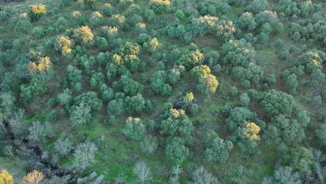 overhead-flight-with-drone-in-a-green-forest-of-oaks-and-leafless-trees-in-the-course-of-a-stream-the-golden-hour-projecting-rays-of-sun-on-the-treetops-on-a-winter-sunset-in-Avila-Spain