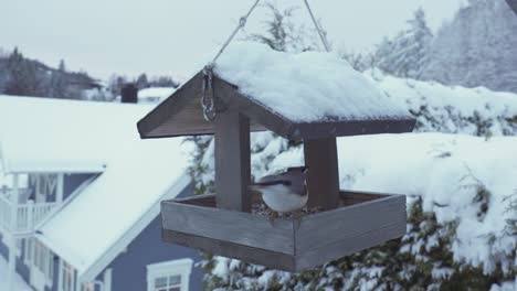 Kohlmeise-Und-Kleiber-Fressen-An-Einem-Hängenden-Vogelhäuschen