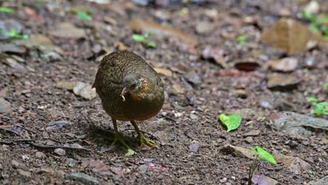 Puffing-it-feathers-on-the-ground-with-food-in-the-mouth-and-then-another-arrives-to-go-the-the-right,-Scaly-breasted-Partridge-Tropicoperdix-chloropus,-Thailand