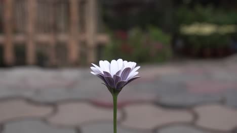 La-Flor-Dimorphotheca-Está-Floreciendo-En-El-Parque.