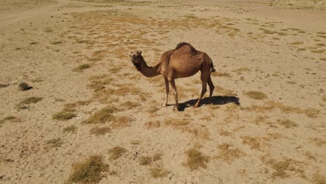 Kamel-Blickt-In-Der-Wüste-Direkt-In-Die-Kamera