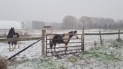 Majestätische-Amerikanische-Paint-Horses-Auf-Einer-Verschneiten-Weide-Während-Eines-Schneesturms,-Handheld-Ansicht