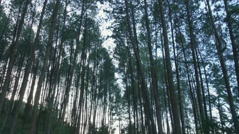 The-drone-flies-in-the-middle-of-a-pine-forest-facing-upwards-and-moving-forward