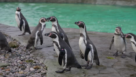 Humboldt-penguin-colony-ready-to-be-fed-near-swimming-water-at-the-zoo