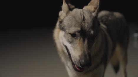 Wolfhound-in-dark-Studio-Environment