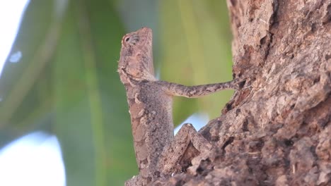 Lizard-waiting-for-hunt-