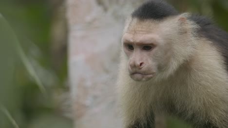 Old-capuchin-monkey-with-dreamy,-wistful-face-in-rainforest-Costa-Rica-CLOSE-UP