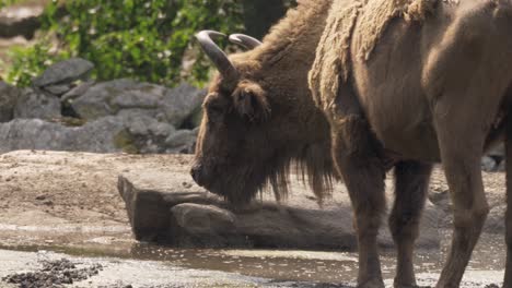 Slow-Motion-Of-European-Bison-Who-Just-Drank-Some-Water