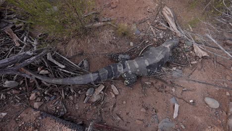 black-throated-monitor-lizard-walking-in-desert-overhead-view-slomo