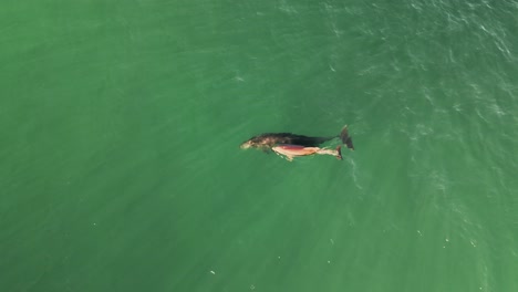 Vista-Aérea-De-Dos-Delfines-Nadando-Y-Soplando-Agua-Para-Respirar-En-La-Superficie