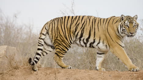 Erstaunlicher-Tiger,-Der-In-Zeitlupe-Läuft