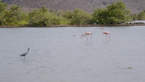 Dos-Flamencos-Rosados-Caminan-En-Aguas-Tranquilas-Con-Una-Exuberante-Vegetación-En-El-Fondo