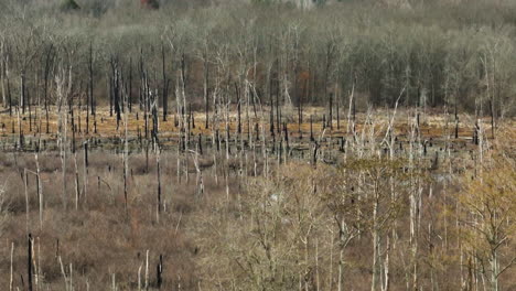 Kahle-Bäume-Im-Point-Remove-Wildlife-Area,-Blackwell,-Arkansas,-Ruhige-Naturszene