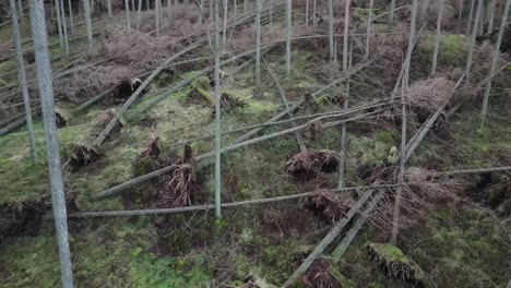 Aerial-view-of-damage-caused-by-storm-in-a-forest--Drone-rising-up-tilting-down