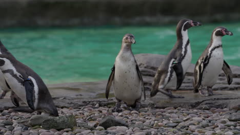 Polluelo-De-Pingüino-De-Humboldt-Joven-Esperando-Ser-Alimentado-Con-Peces-En-El-Zoológico-Con-Colonia