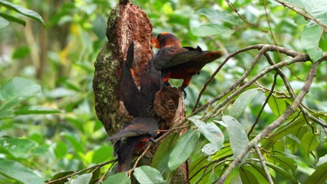 Flock-of-dusky-lory-gathered-together,-engaging-in-their-natural-behaviour-by-chewing-on-tree-bark,-fulfilling-their-instinctual-needs-for-both-beak-maintenance-and-foraging-behaviour,-close-up-shot