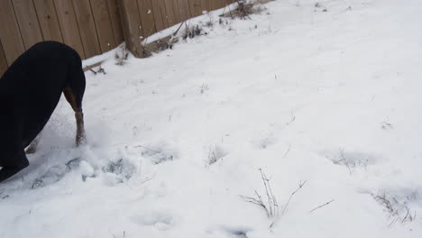 Doberman-Negro-Corriendo-Por-Un-Patio-Cubierto-De-Nieve,-Captura-En-Cámara-Súper-Lenta