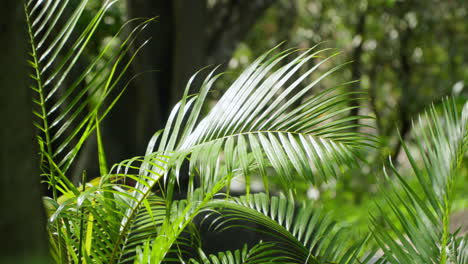 Palm-leaves-fronds-swaying-in-the-wind-under-sun-light-in-tropical-rainforest---slow-motion-close-up