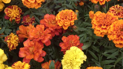 Mary-Cold-flowers-bloomed-in-the-garden