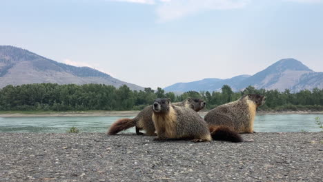 Kamloops-Murmeltiere:-Wachsame-Wächter-Am-Fluss