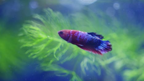 Wassererlebnis,-Beobachtung-Des-Hellboy-Plakat-Bettas-Im-Aquarium