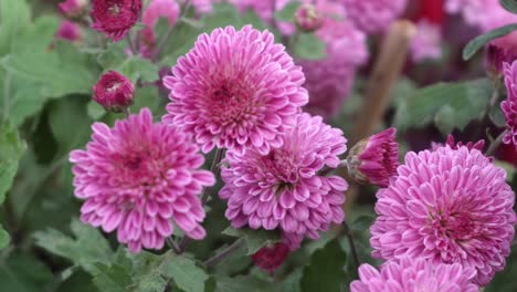 Winterharte-Chrysanthemenblüten-Blühten-Im-Garten