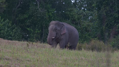Turns-around-and-faces-to-the-left-and-puts-its-trunk-into-its-mouth-to-eat,-Indian-Elephant-Elephas-maximus-indicus,-Thailand