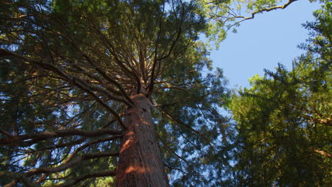 Der-Hoch-Aufragende-Redwood-Baum-Hebt-Sich-Vor-Dem-Hintergrund-Eines-Klaren-Blauen-Himmels-Im-Wald-In-Baden-Baden,-Deutschland,-Ab-–-Aufnahme-Aus-Niedriger-Perspektive