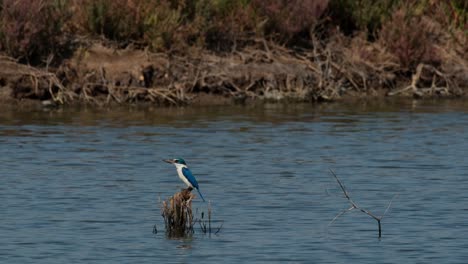 La-Cámara-Se-Aleja-Y-Se-Desliza-Hacia-La-Izquierda-Mientras-Este-Pájaro-Mira-Hacia-Un-Lado-En-Busca-De-Cangrejos-Para-Comer,-El-Martín-Pescador-De-Collar-Todiramphus-Chloris,-Tailandia