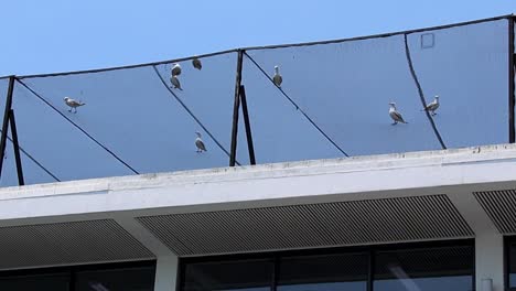 Pigeons-and-Seagulls-On-Building-With-Protective-Netting