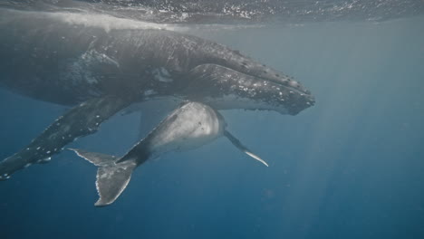 Mother-Humpback-whale-protects-young-calf-as-it-raises-it-in-waters-off-coast-of-Tonga